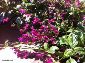 Salvia chiapensis -blossom 1